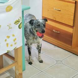 Finn is a mix of Blue Heeler, Australian Shepherd, and Border Collie -a very smart pup.