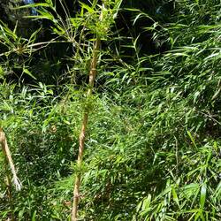 Abstieg durch den Bambuswald