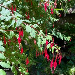 Scharlach-Fuchsie vor dem Ausstellungsgebäude