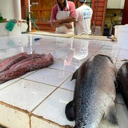 Er bietet uns das Prachtexemplar an, aber wir müssen leider ablehnen.