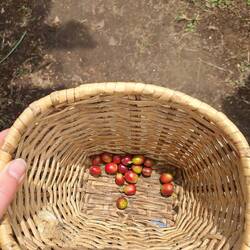 Nur die roten dürfen es sein