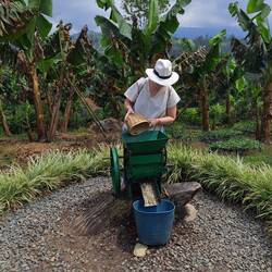 Bohnen pressen - die Schale wird von der Bohne getrennt