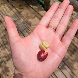 Frisch gepflückt schmecken die Bohnen süss und zugleich würzig