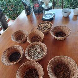 Diverse Bohnen und Stadien