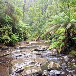 Spaziergang entlang der Erskine Falls