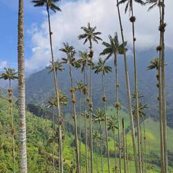 Endlich beim Aussichtspunkt mit den bekannten Palmen