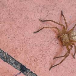 Typische Spinne hier