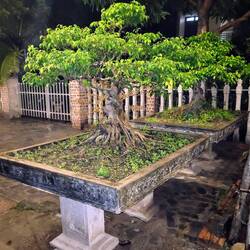 Big bonsai tree in someone's front yard on the walk back.