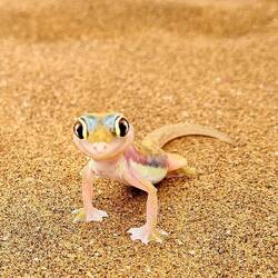 Namib Dune Geko - son Süßer