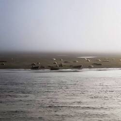 Seenebel erschwert die Sicht auf die Seehunde