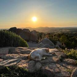 Rosa auf einem der vielen Granitfelsen im Park von Stazzu Giasti