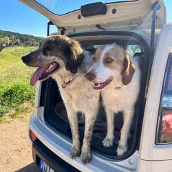 Fungo e Luna immer present