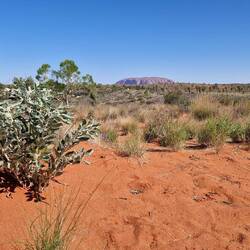 Erster Blick auf Uluru aus der Ferne