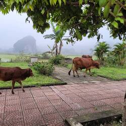 Actual free-range cows! They're cute. The ones we saw have a hanging piece along their neck.