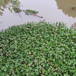 The river appears still but the lily pads are moving fast