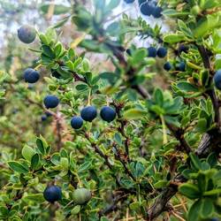 Calafate Beeren