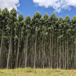 Aufforstung mit Eukalyptusbäumen, Forstwirtschaft ist einer der wichtigsten Zweige eSwatinis