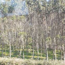 und überall Eukalyptusbäume