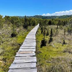 Holzstege übers Moor