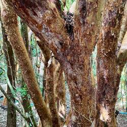 Die Bäume heissen Arrayanes und gehören zur Familie der Myrtengewächse