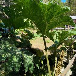 Die riesigen Blätter beeindrucken uns!