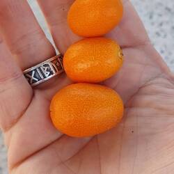 Schmecken richtig lecker und werden mit Schale gegessen.