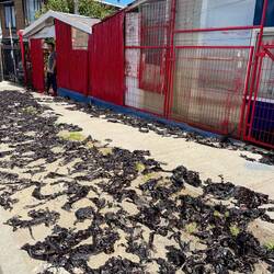 Essbare Algen trocknen in der Sonne.