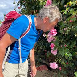 Wie die Rosen duften!