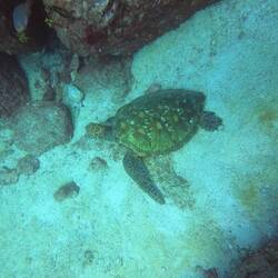 Hawksbill turtle