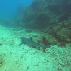 Weissspitzen-Riffhai