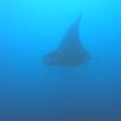 Giant Oceanic Manta 😍🥹