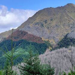Man bemerke die unterschiedlichen Farben der Bäume.