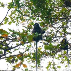 duskey leaf monkey