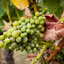 Young grapes that yield Gewürztraminer wines ... Casa Marin — Lo Abarca, Chile.