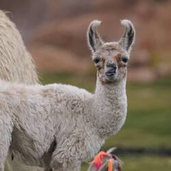 Llama 🦙