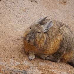 The bunny 🐰 Viscacha
