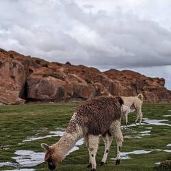 Llamas at the Laguna negra