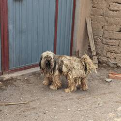 An incredibly fluffy street dog 🐕