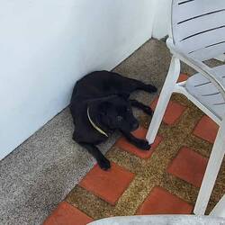 Unser "Black Dog" - er gehört dem Nachbarn, der aber tagsüber arbeitet