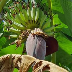 Bananen in unserem Garten 🍌😁