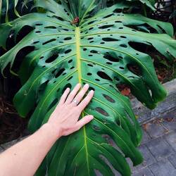 Monstera wuchert hier überall
