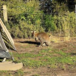 Wallabys beim Campen sind nun schon etwas ganz Normales geworden
