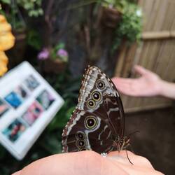 Butterfly on my hand