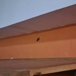 Scorpion im Hostel✌