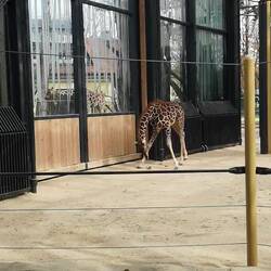 I really do love giraffes