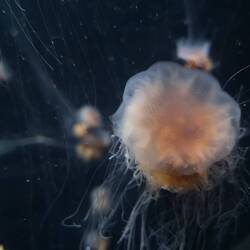 Amazing jellyfish