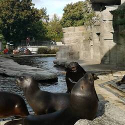 Sealions - made a pretty funny show
