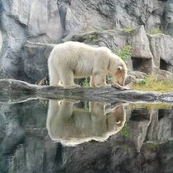 Polarbear