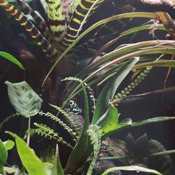 Can you find the frog?