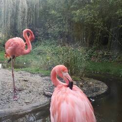 Flamingos